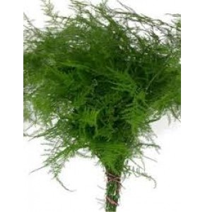 ΑΣΠΑΡΑΓΓΟΣ  ΠΛΟΥΜΟΖΟΥΜ  ASPARAGUS  SETASEUS